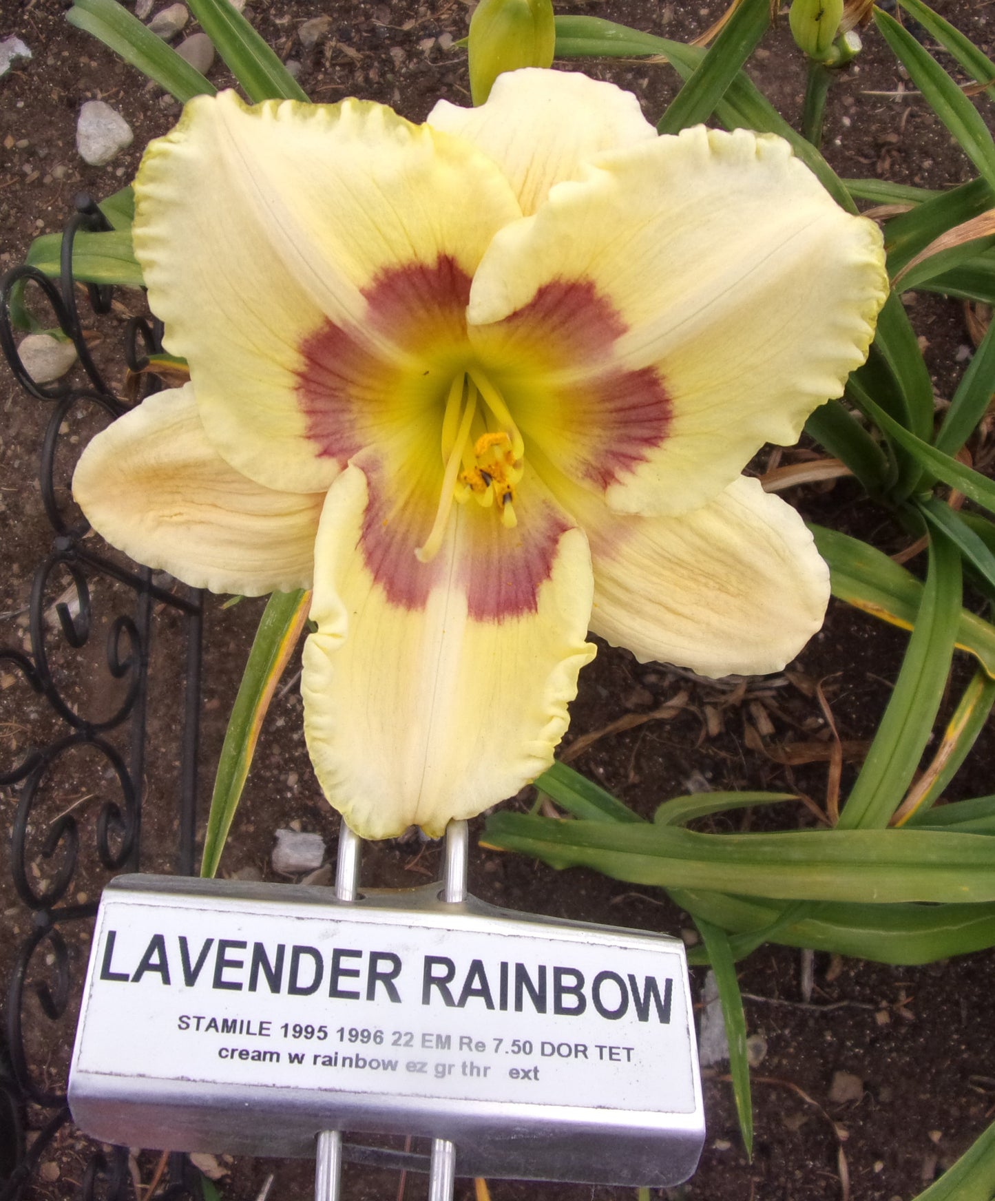 LAVENDER RAINBOW