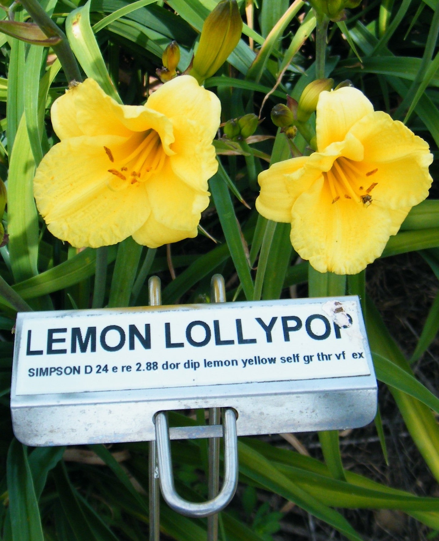 LEMON LOLLYPOP