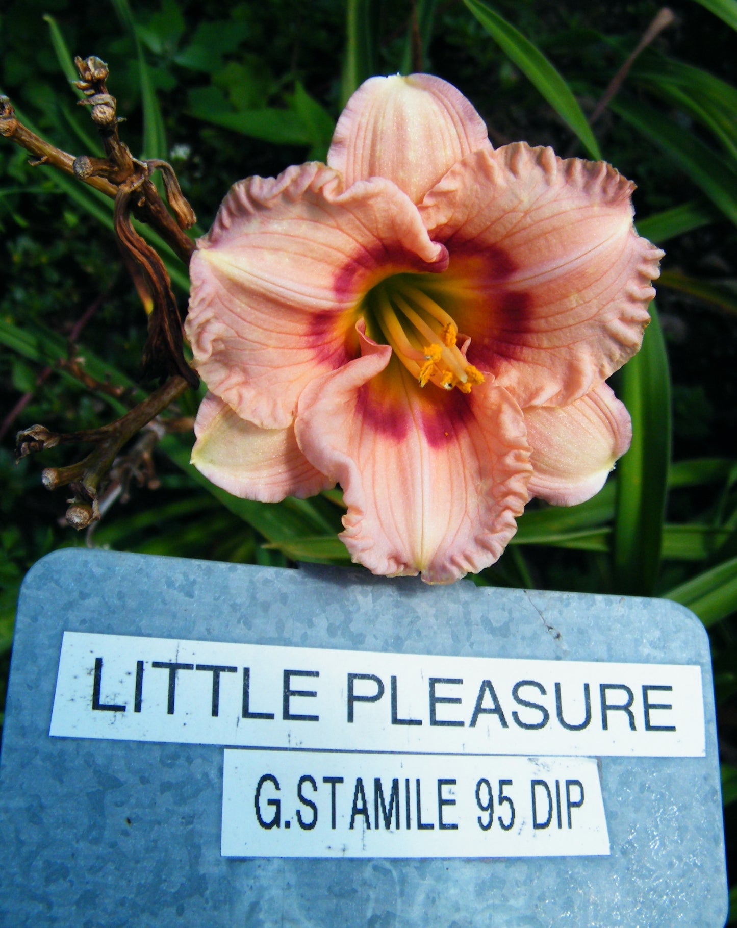 LITTLE PLEASURE