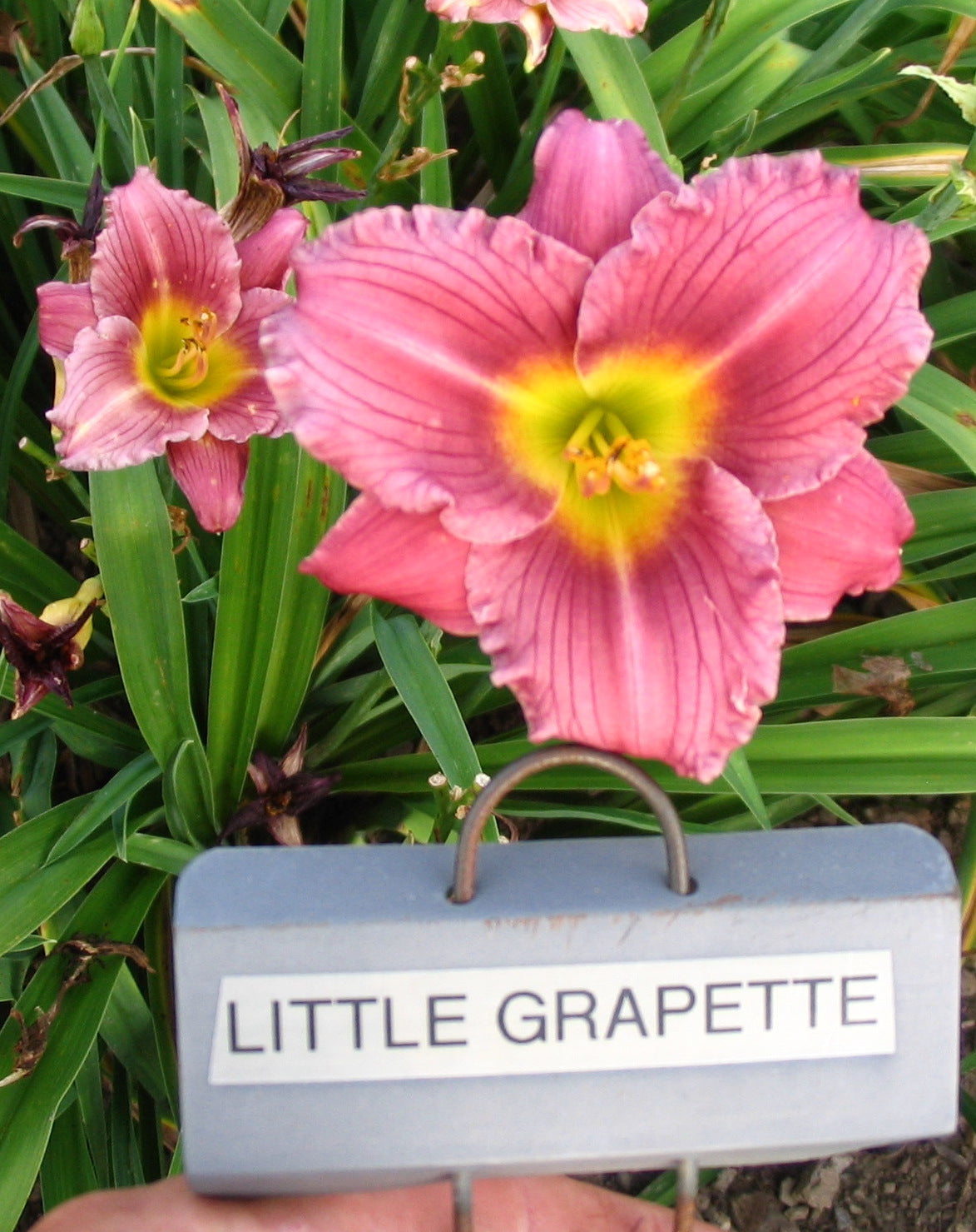 LITTLE GRAPETTE