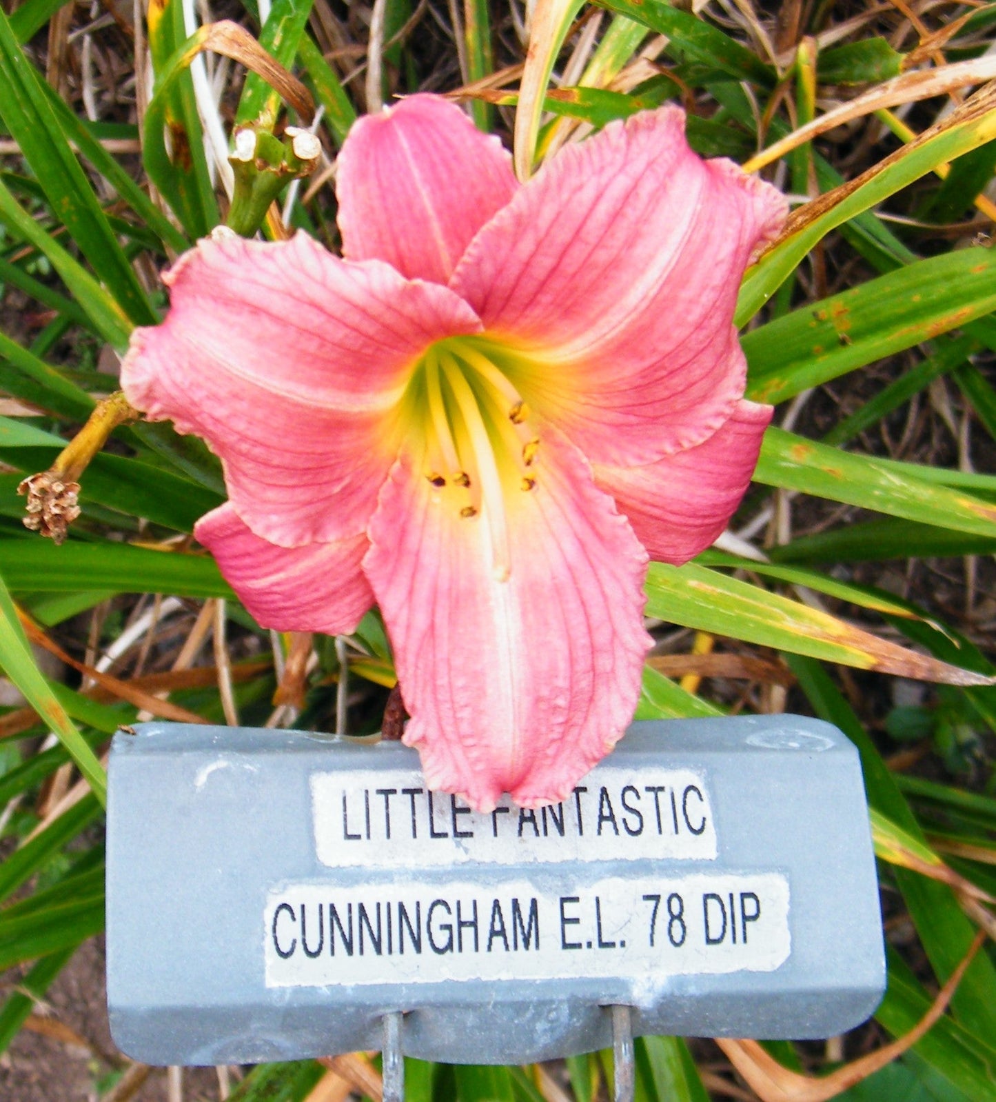 LITTLE FANTASTIC