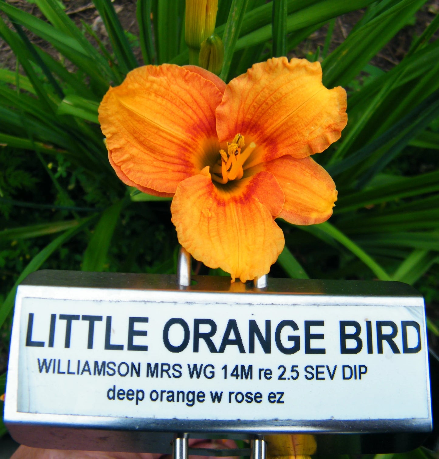 LITTLE ORANGE BIRD