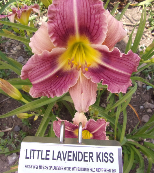LITTLE LAVENDER KISS