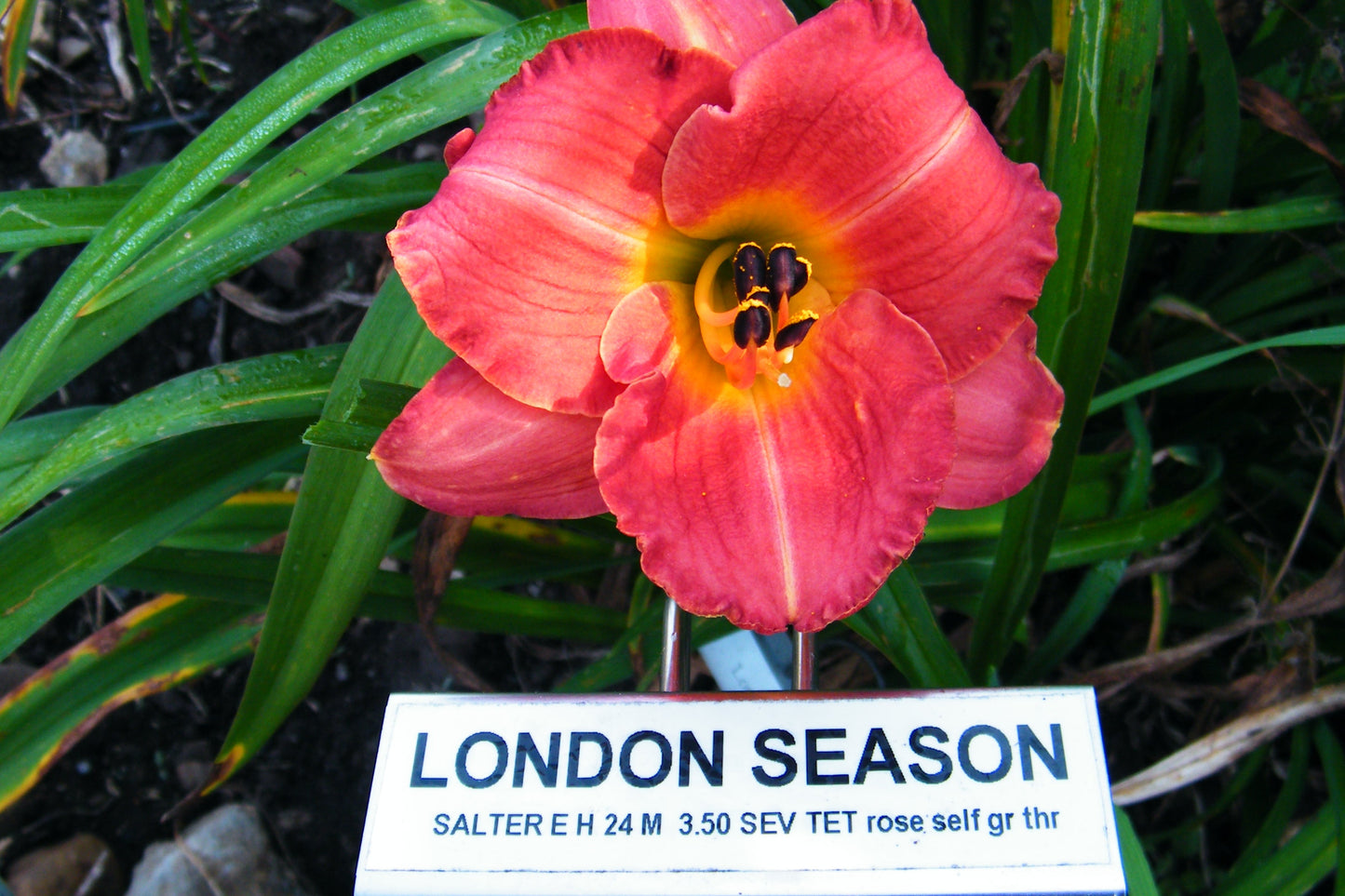 LONDON SEASON
