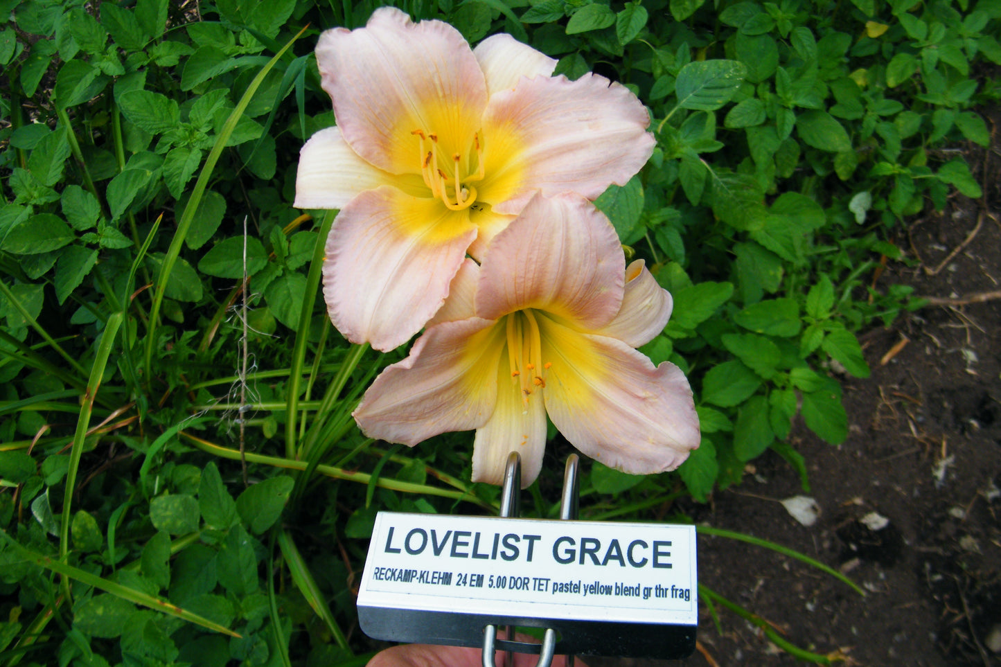 LOVELIEST GRACE