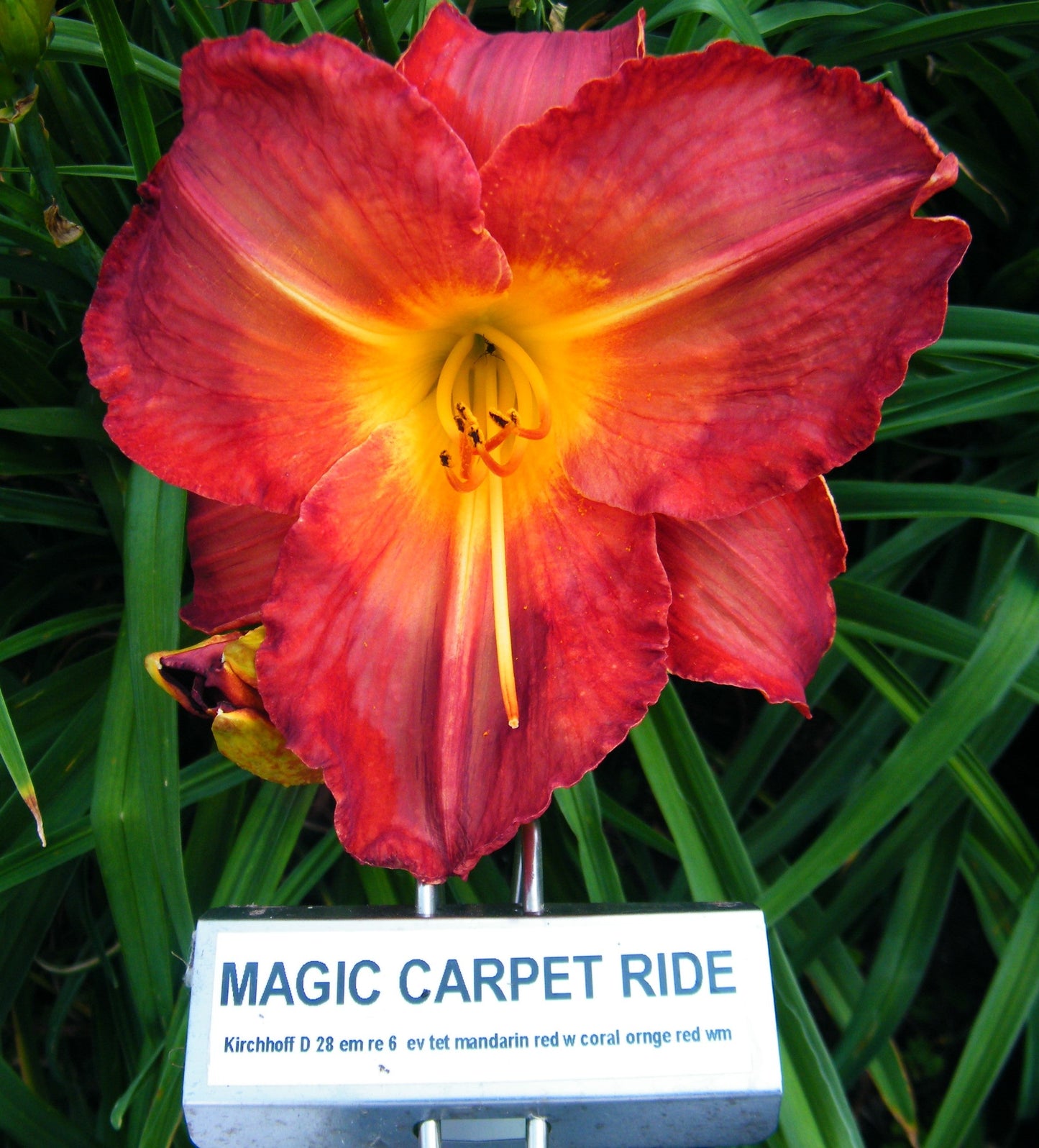 MAGIC CARPET RIDE