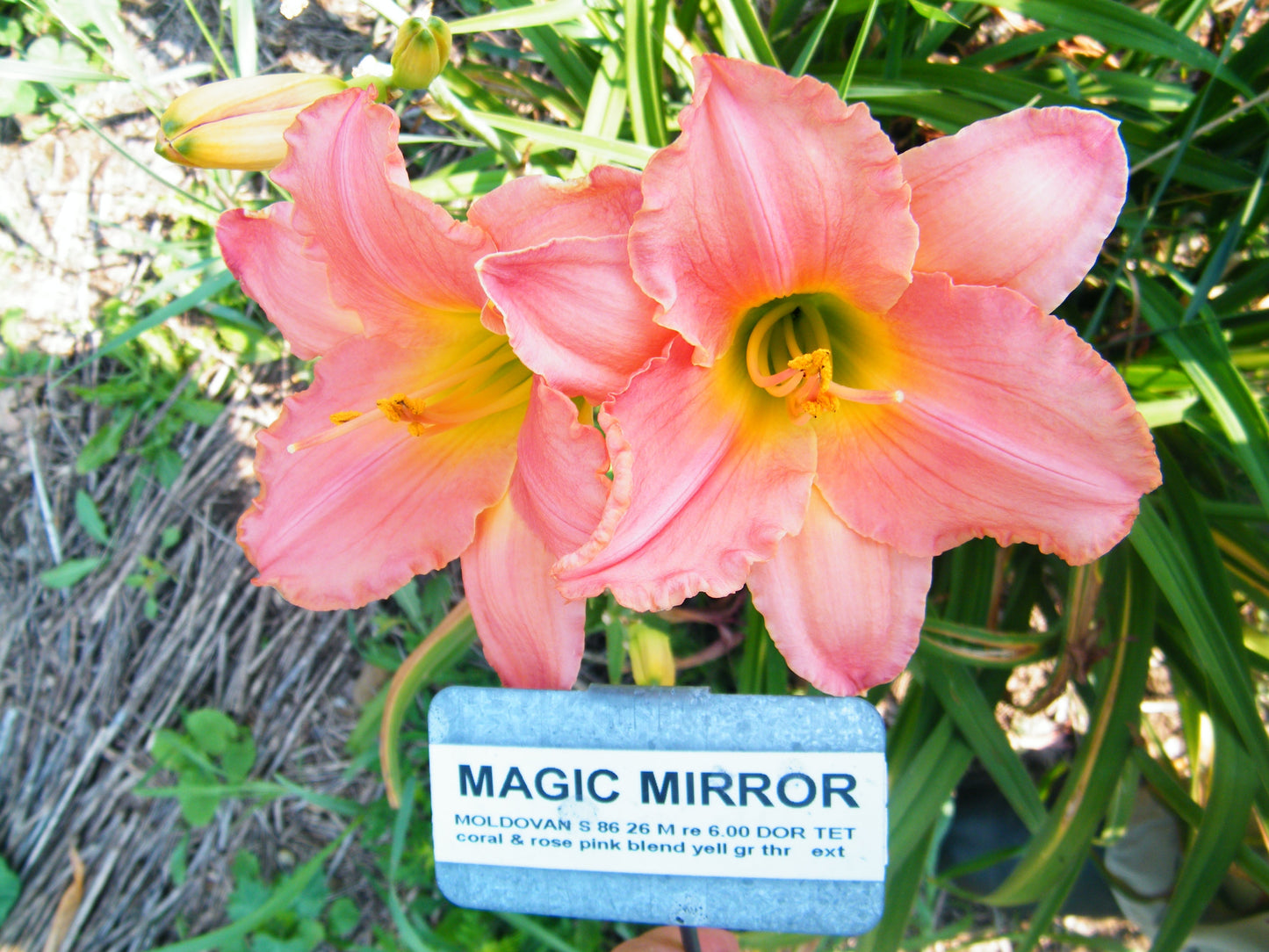 MAGIC MIRROR