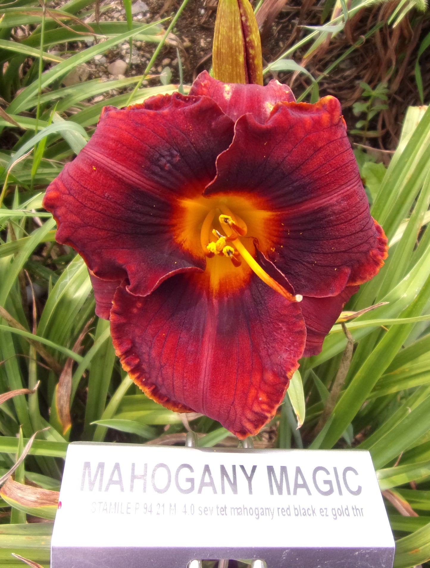 MAHOGANY MAGIC