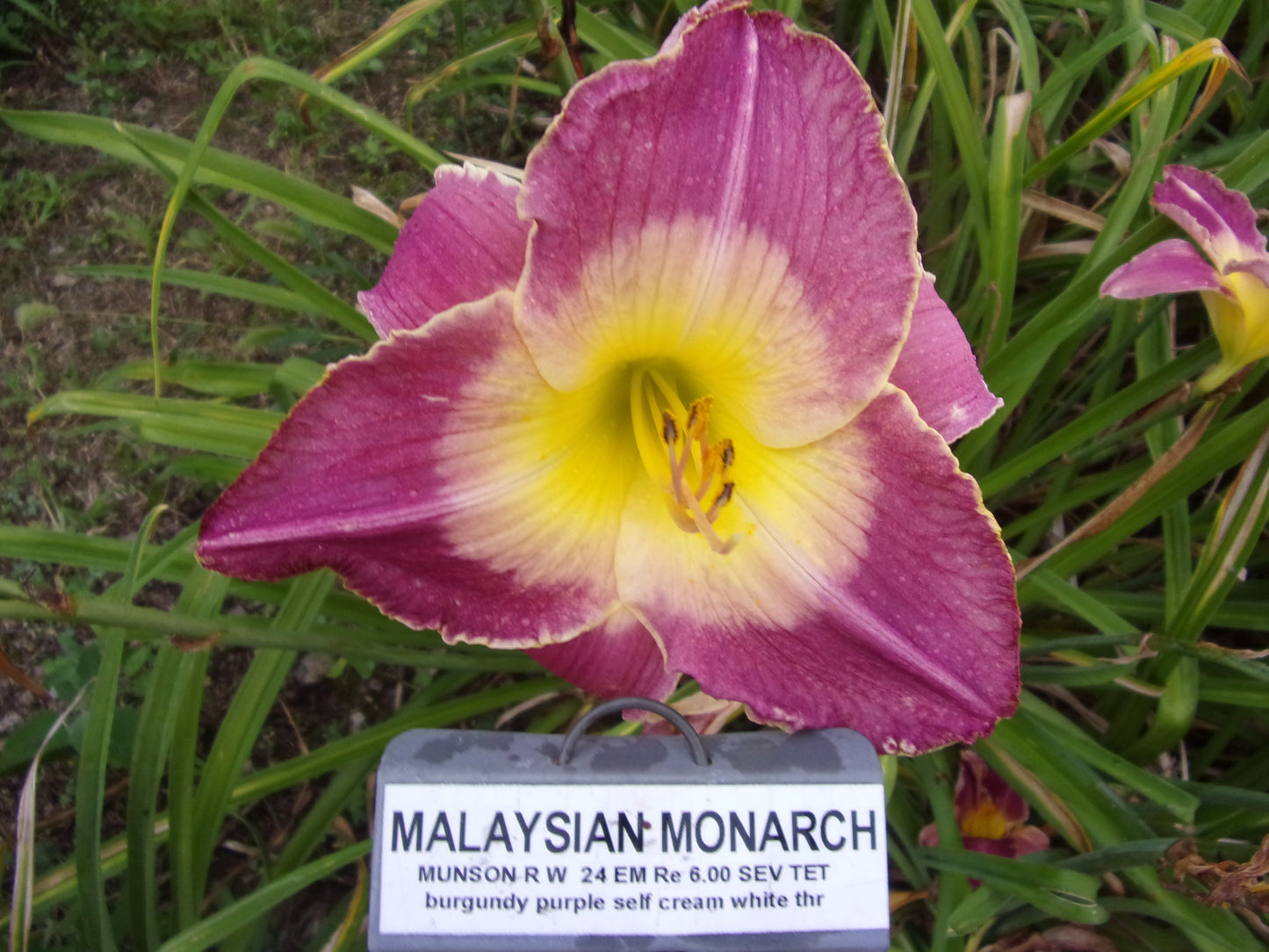MALAYSIAN MONARCH