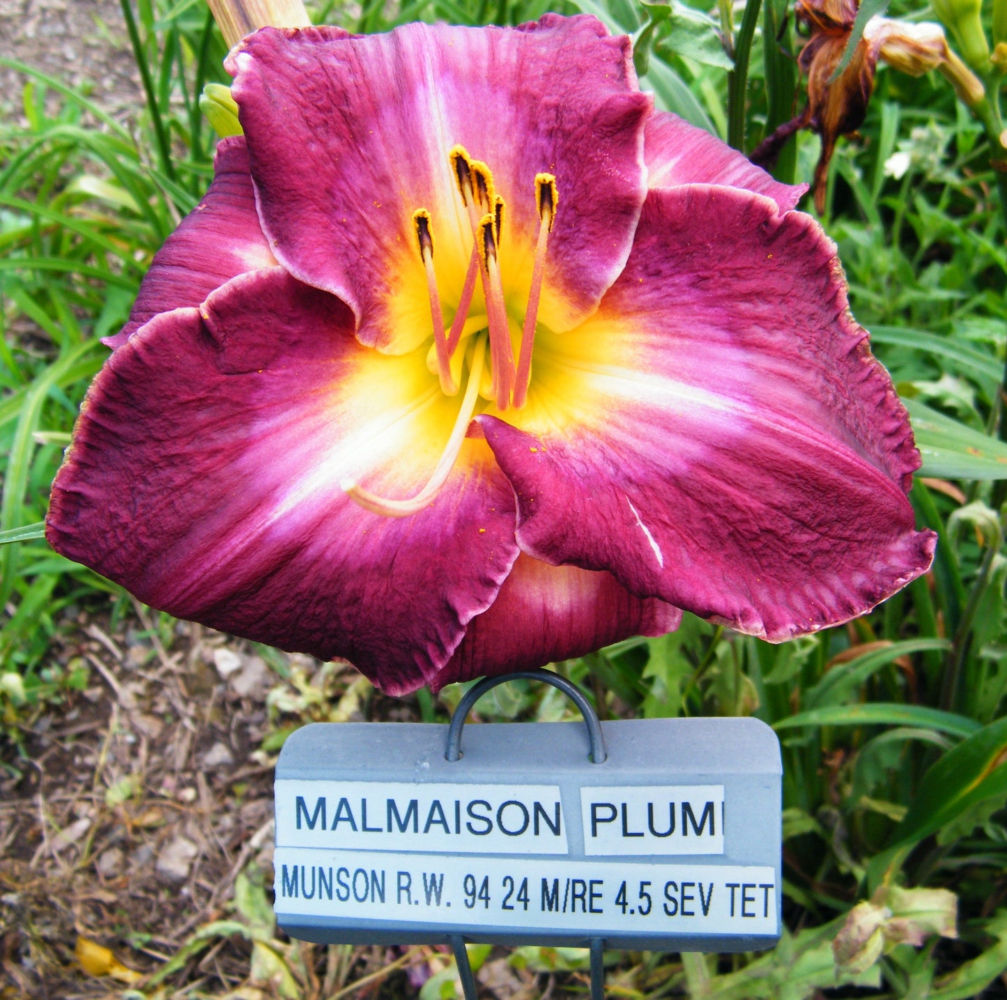 MALMASION PLUMB