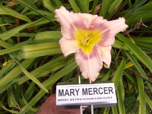 MARY MERCER