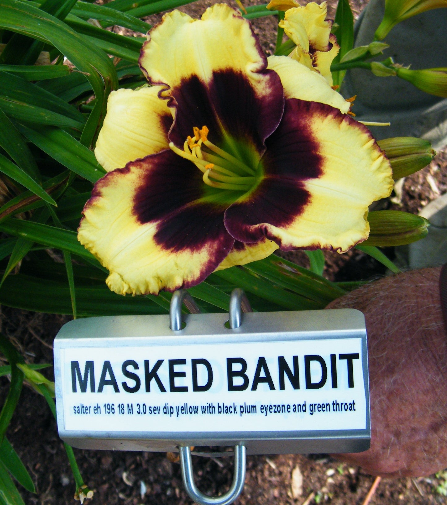 MASKED BANDIT