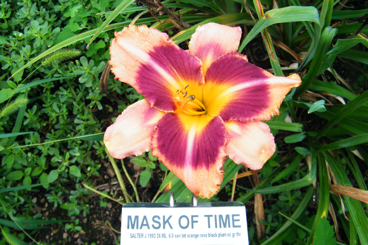 MASK OF TIME