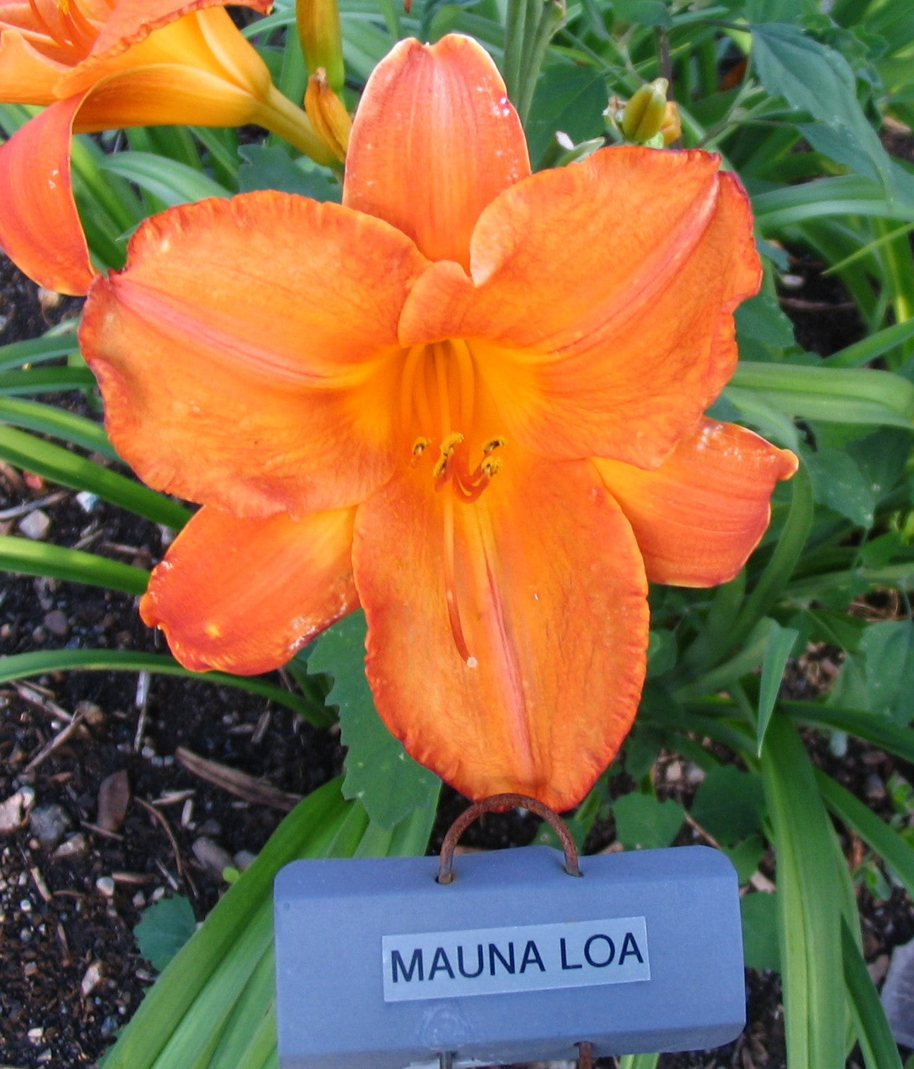 MAUNA LOA