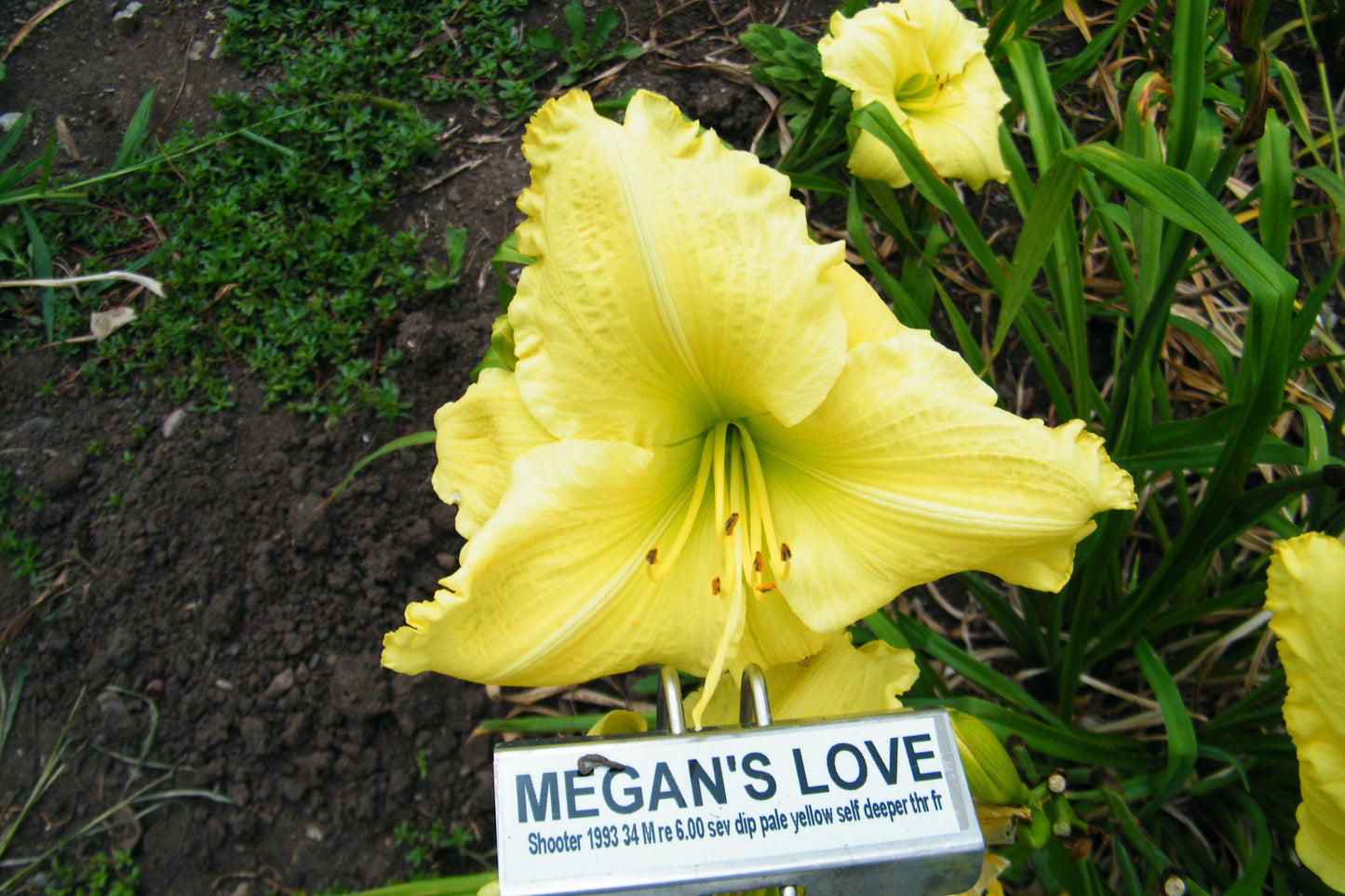 MEGAN'S LOVE