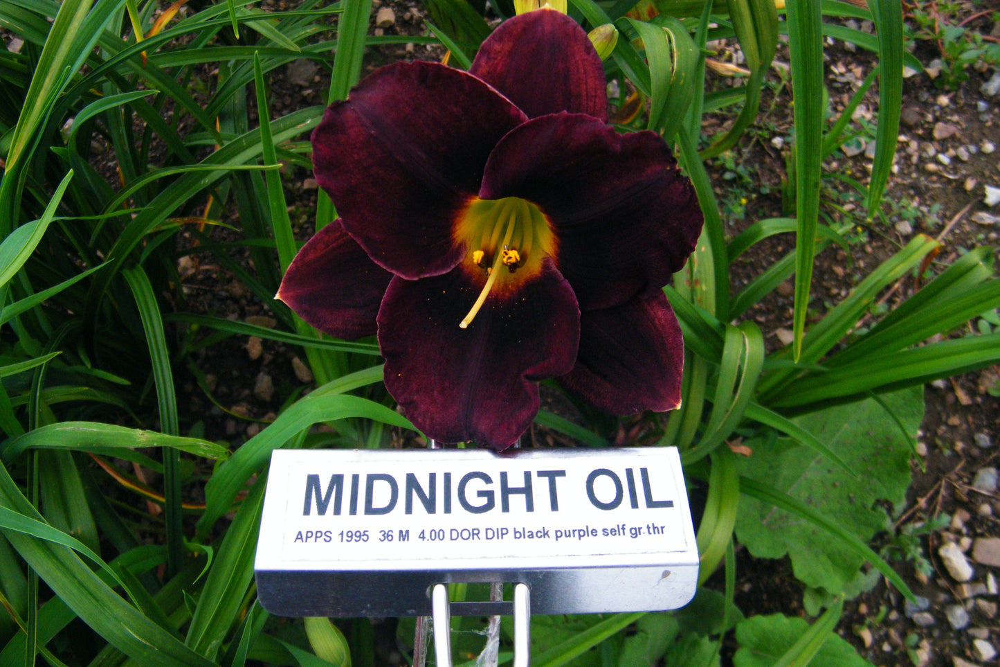 MIDNIGHT OIL