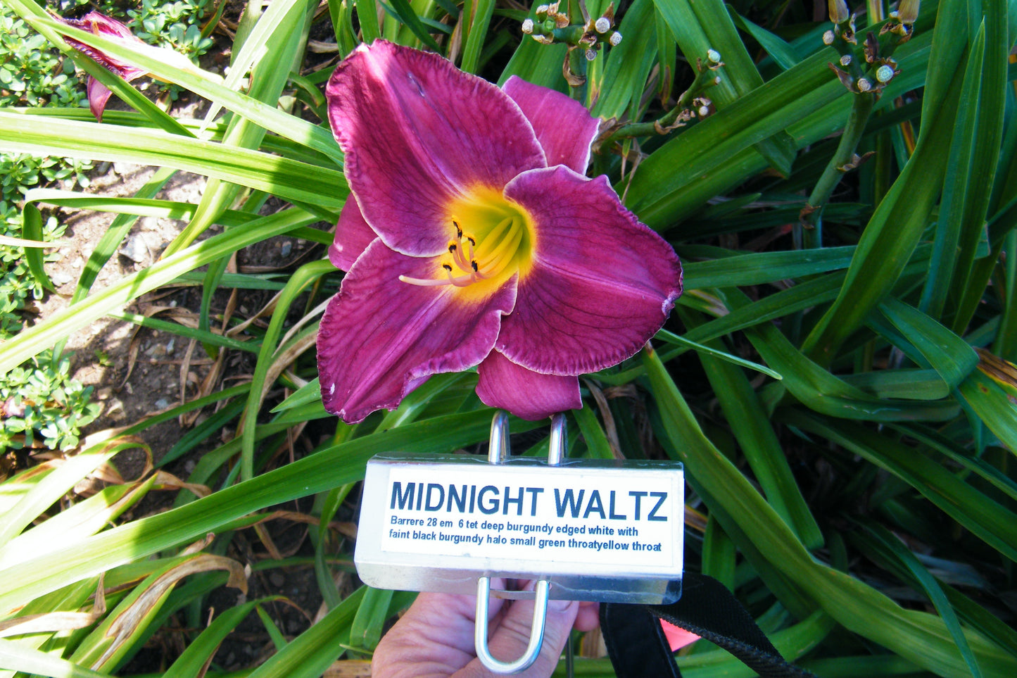 MIDNIGHT WALTZ
