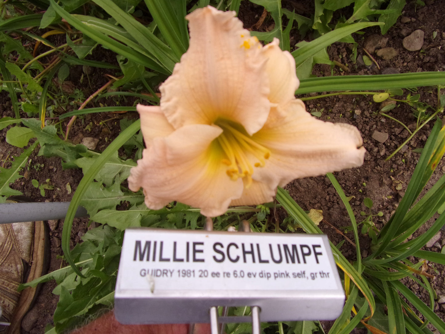 MILLIE SCHLUMPF