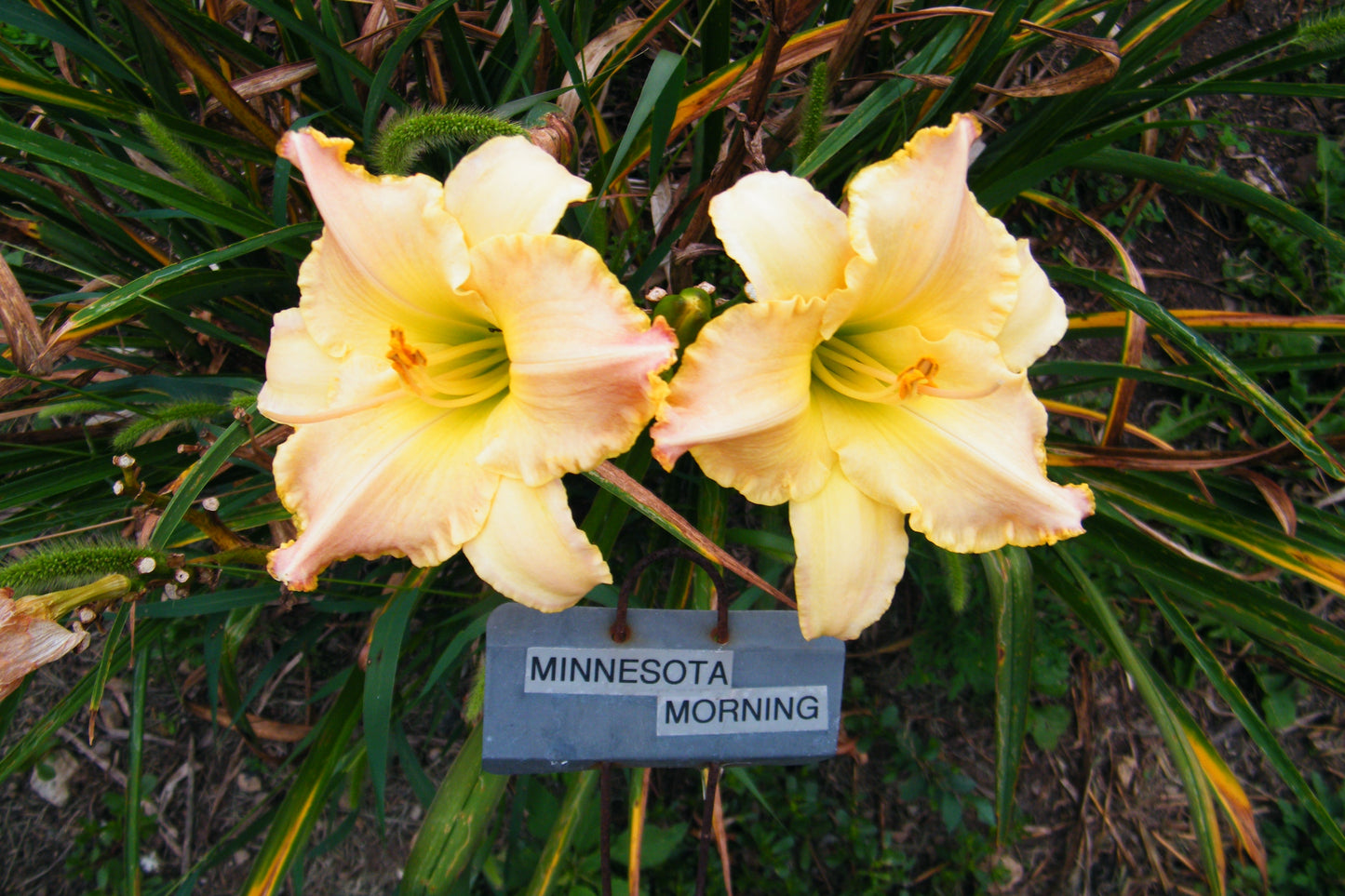 MINNESOTA MORNING