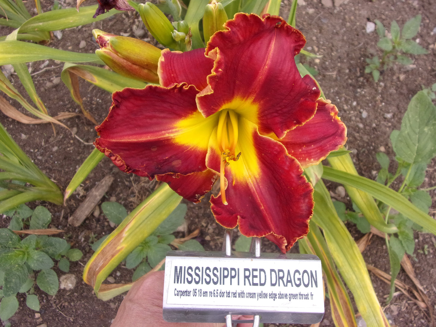 MISSISSIPPI RED DRAGON