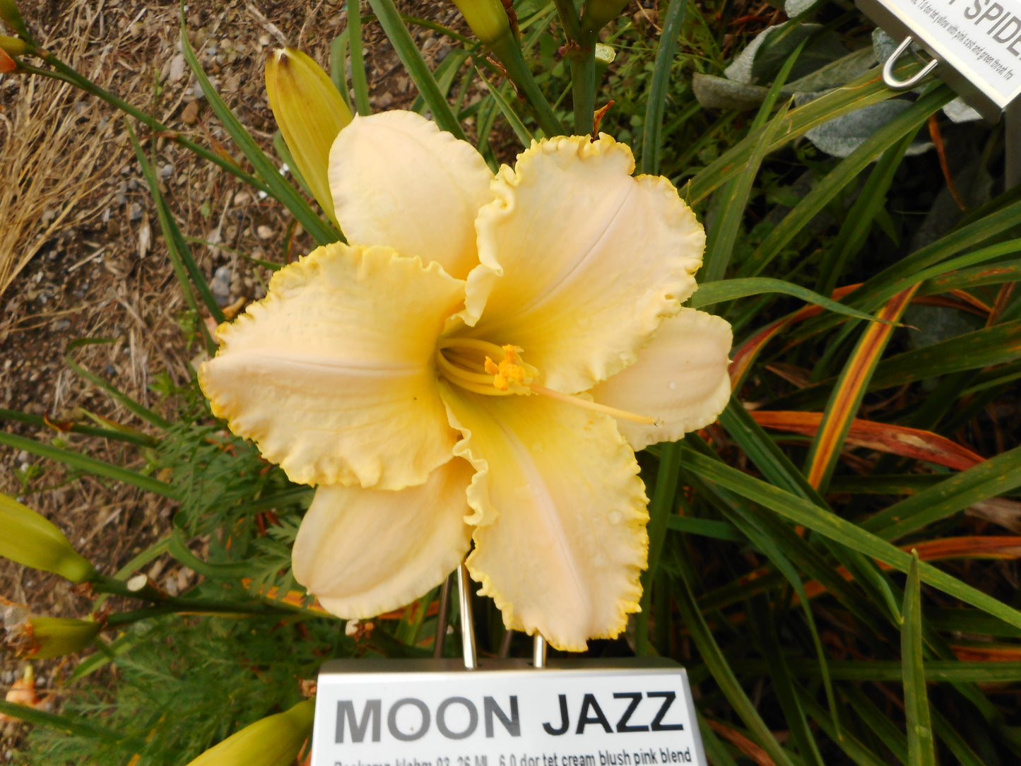 MOON JAZZ