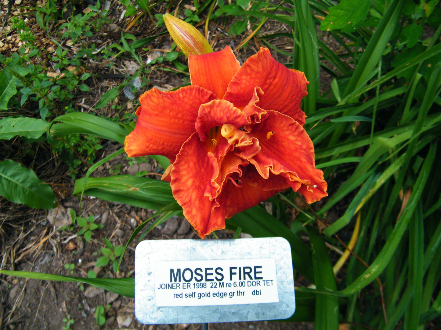 MOSES' FIRE