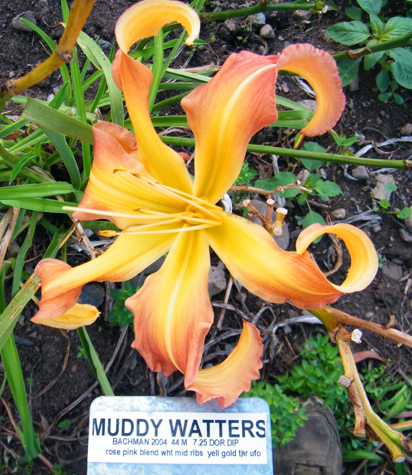 MUDDY WATERS