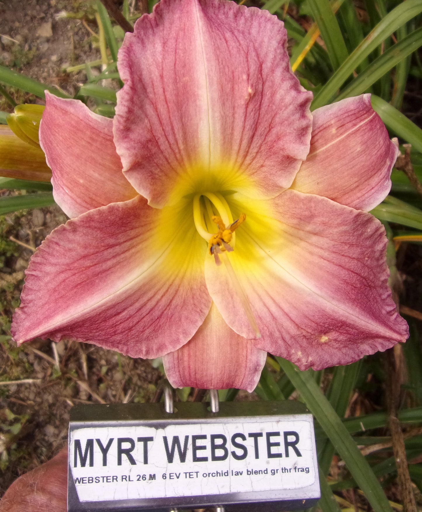 MYRT WEBSTER