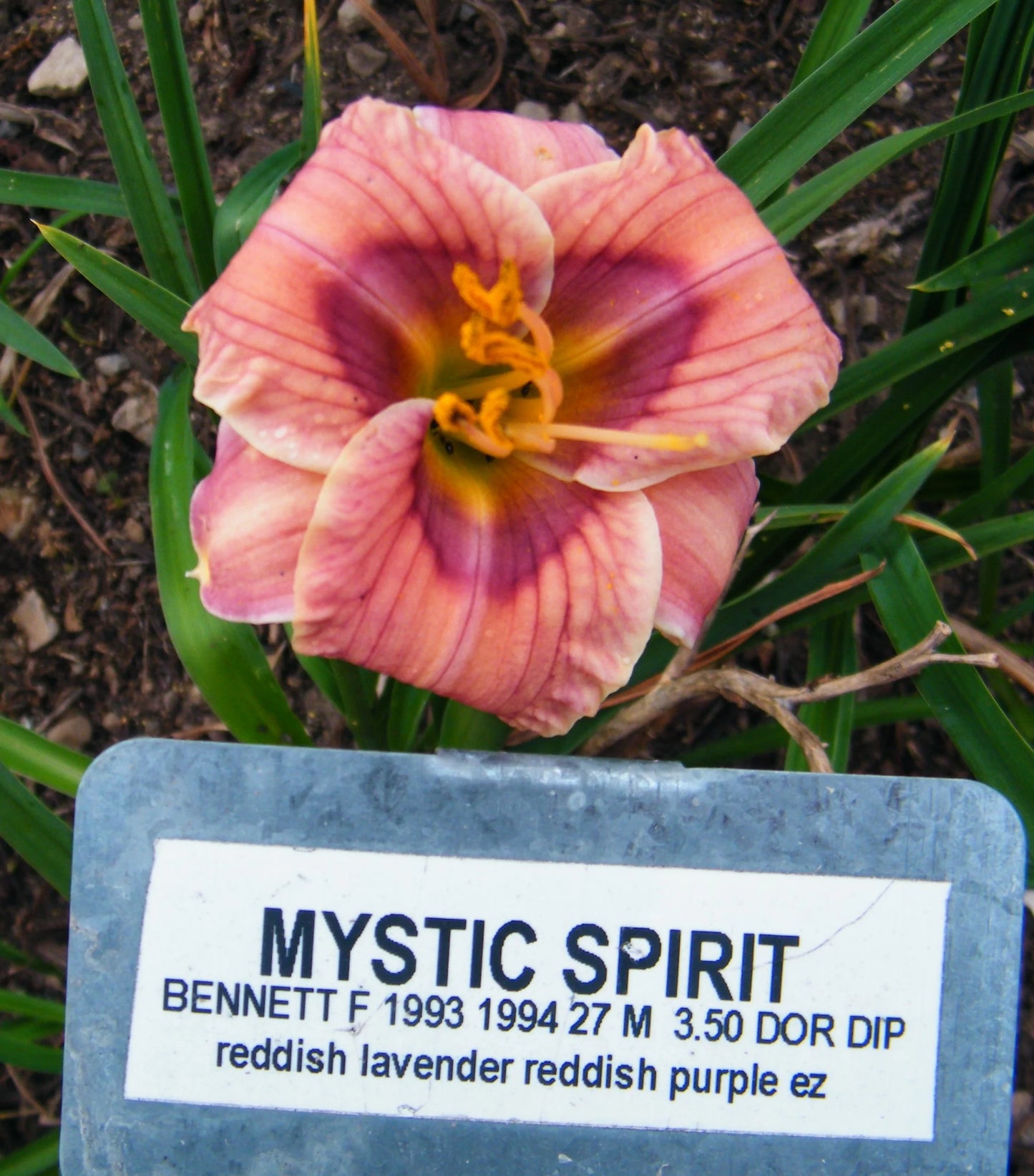 MYSTIC SPIRIT