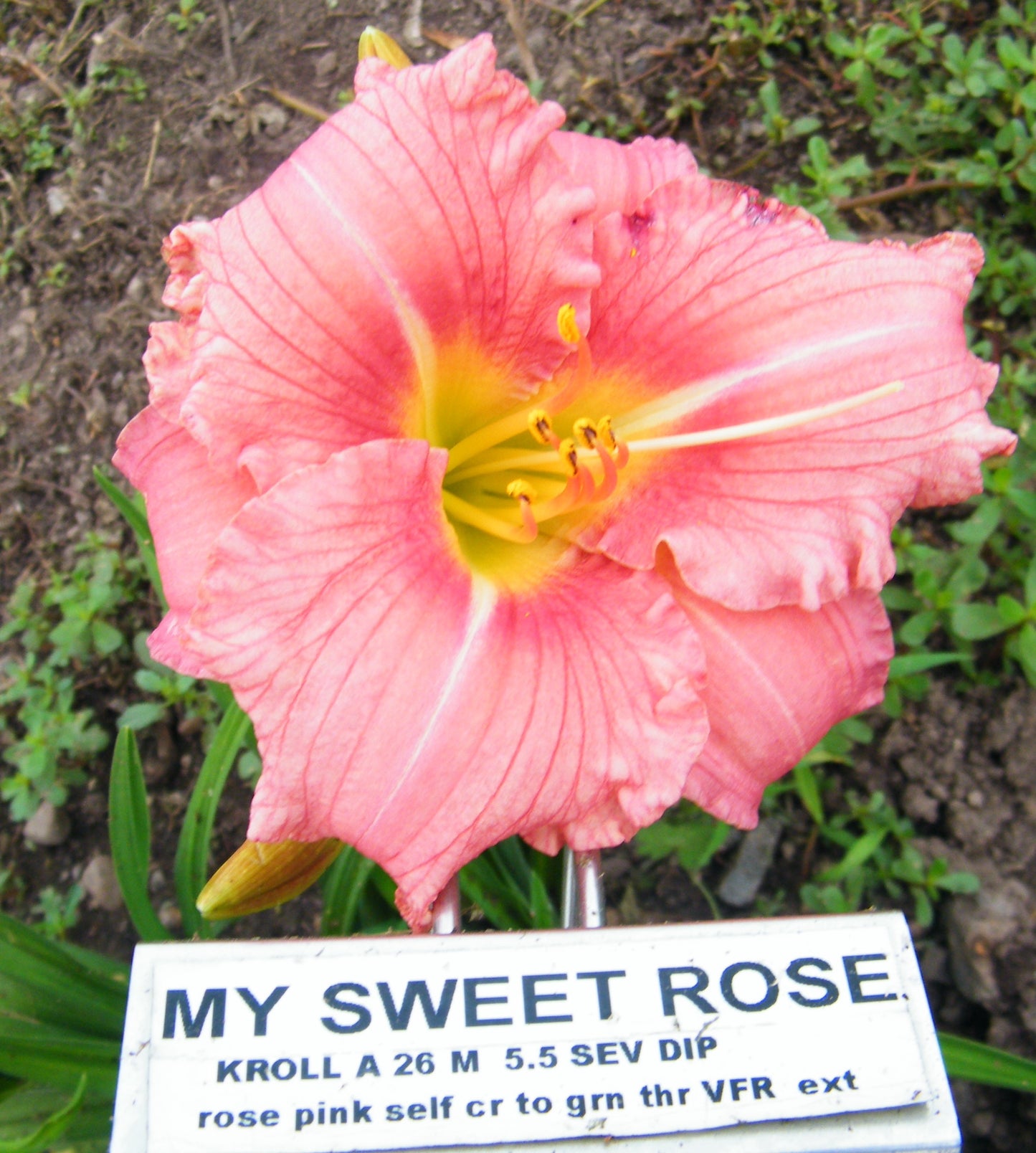MY SWEET ROSE
