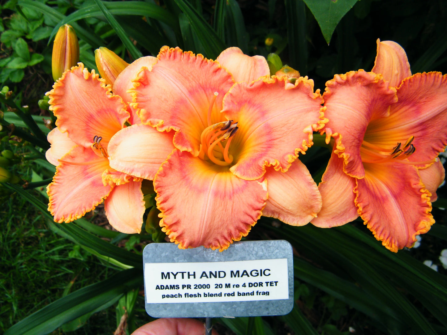 MYTH AND MAGIC
