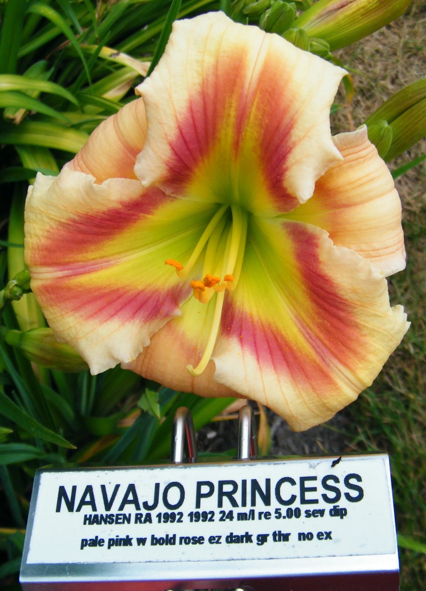 NAVAJO PRINCESS