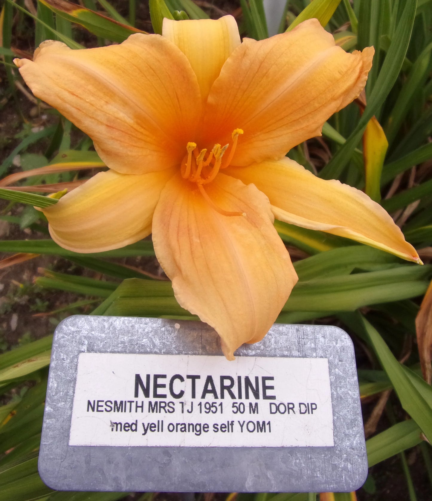 NECTARINE