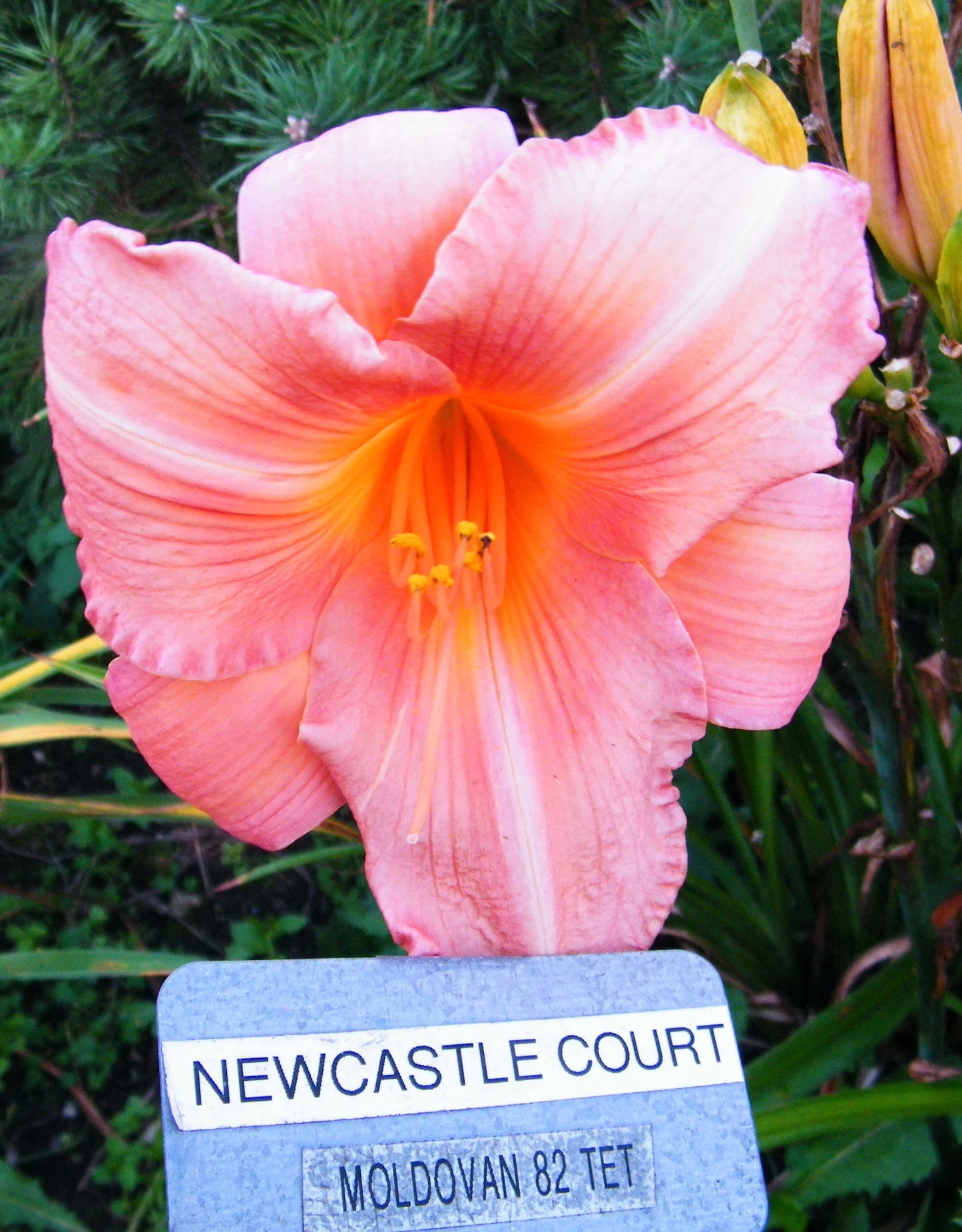 NEWCASTLE COURT
