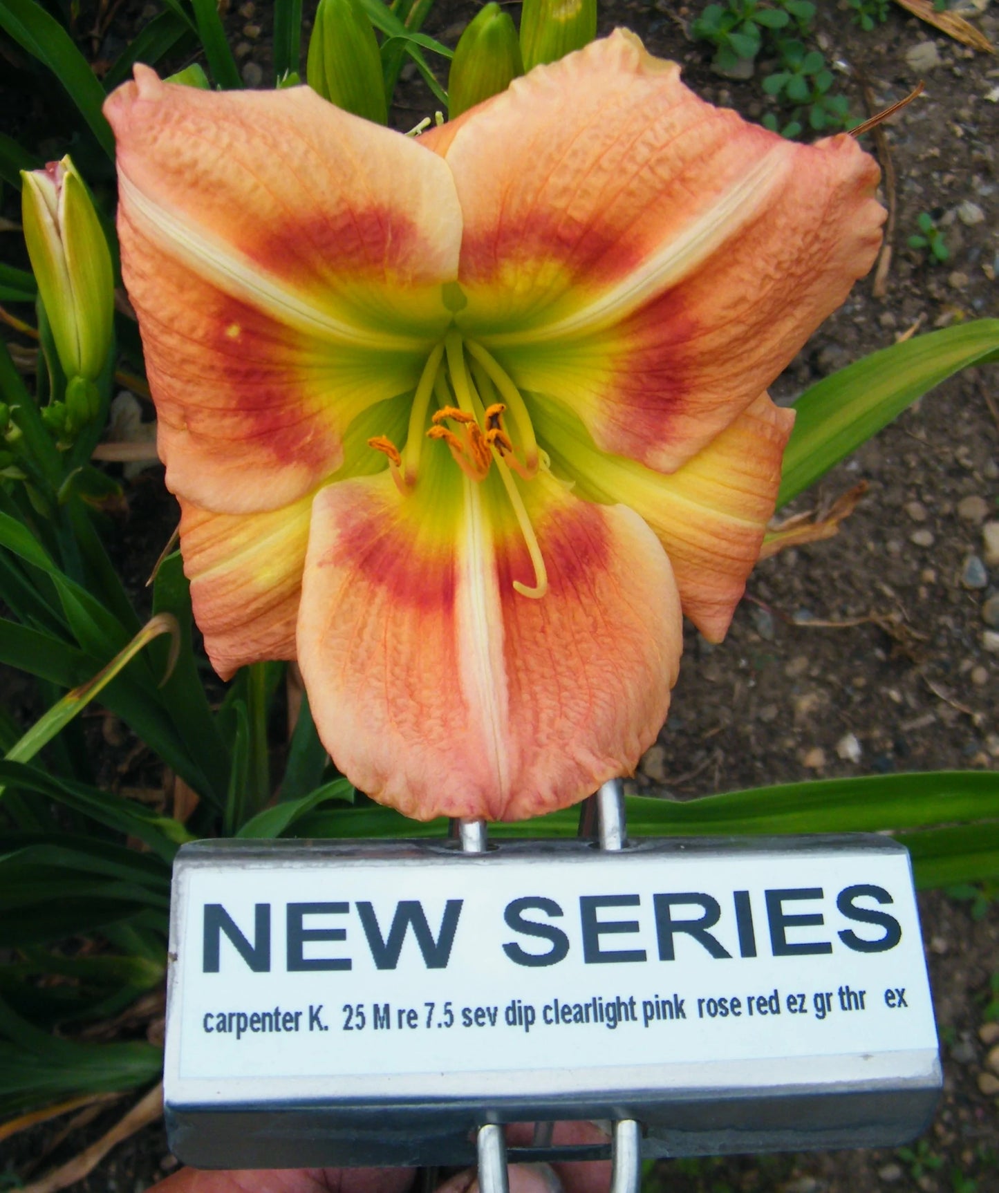 NEW SERIES