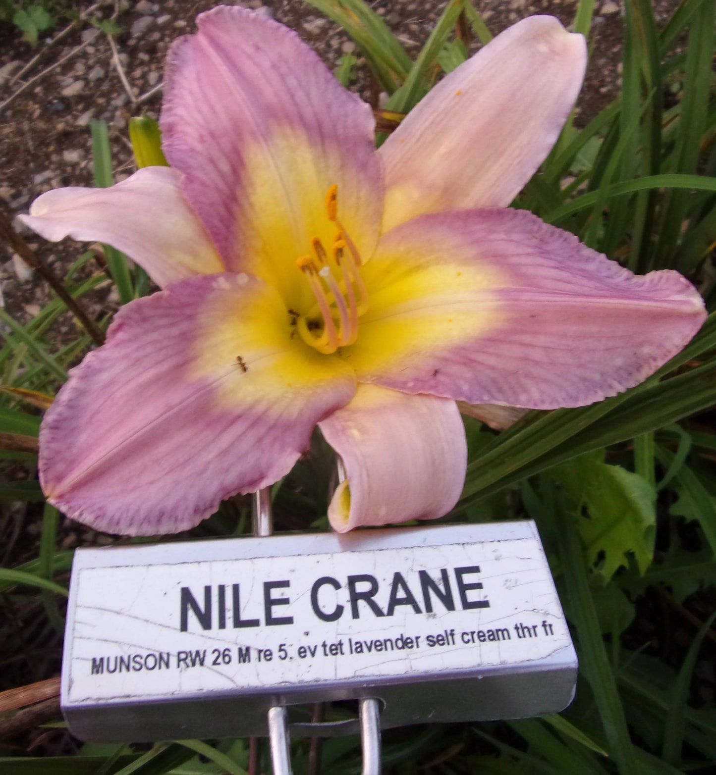 NILE CRANE