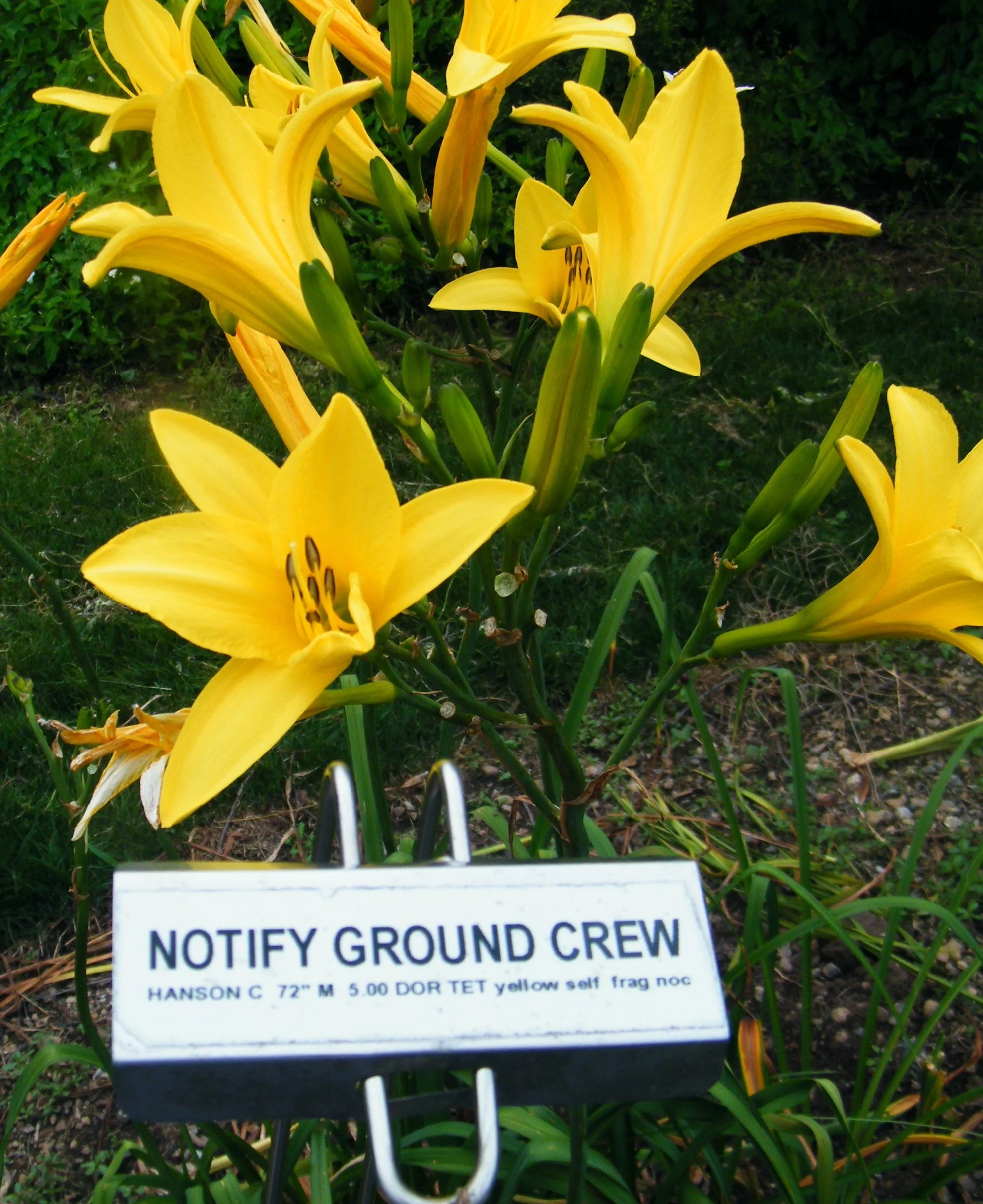 NOTIFY GROUND CREW – QB Daylily Gardens