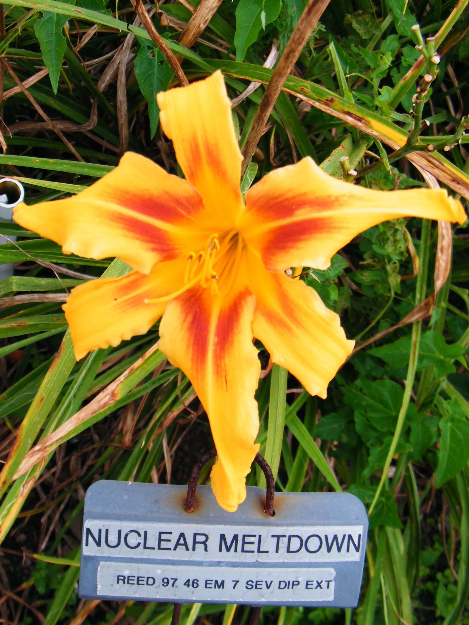 NUCLEAR MELTDOWN – QB Daylily Gardens