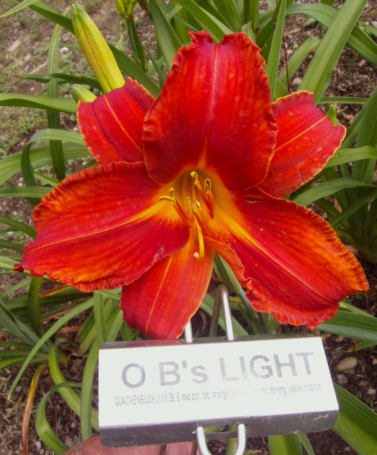 OB'S LIGHT