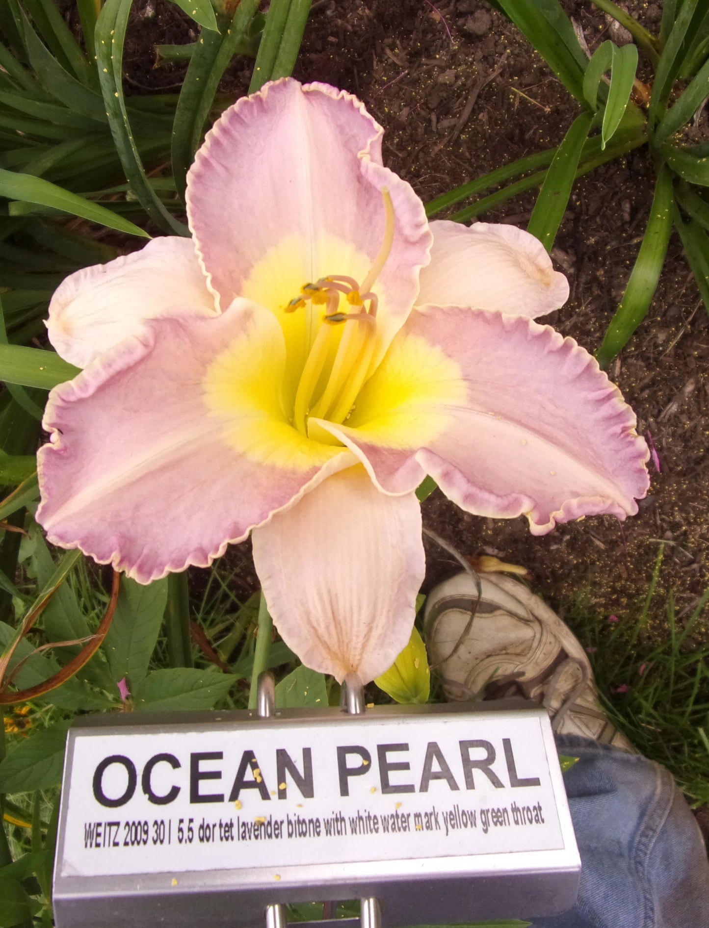 OCEAN PEARL