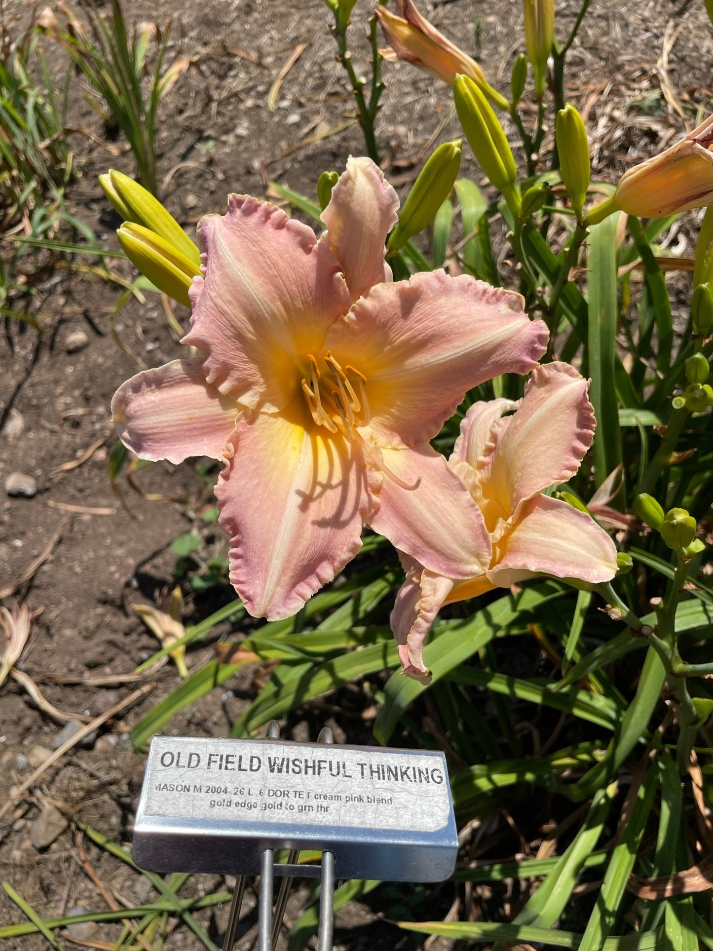 OLD FIELD WISHFUL THINKING