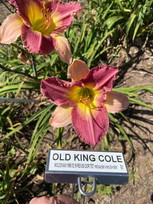 OLD KING COLE