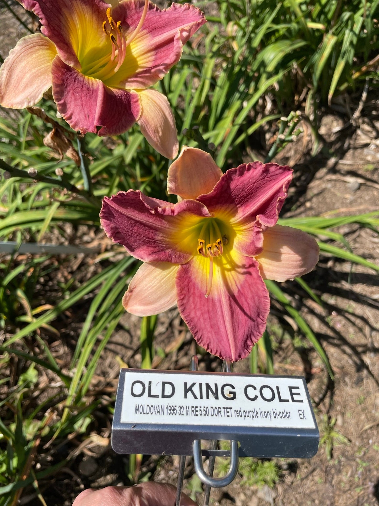 OLD KING COLE