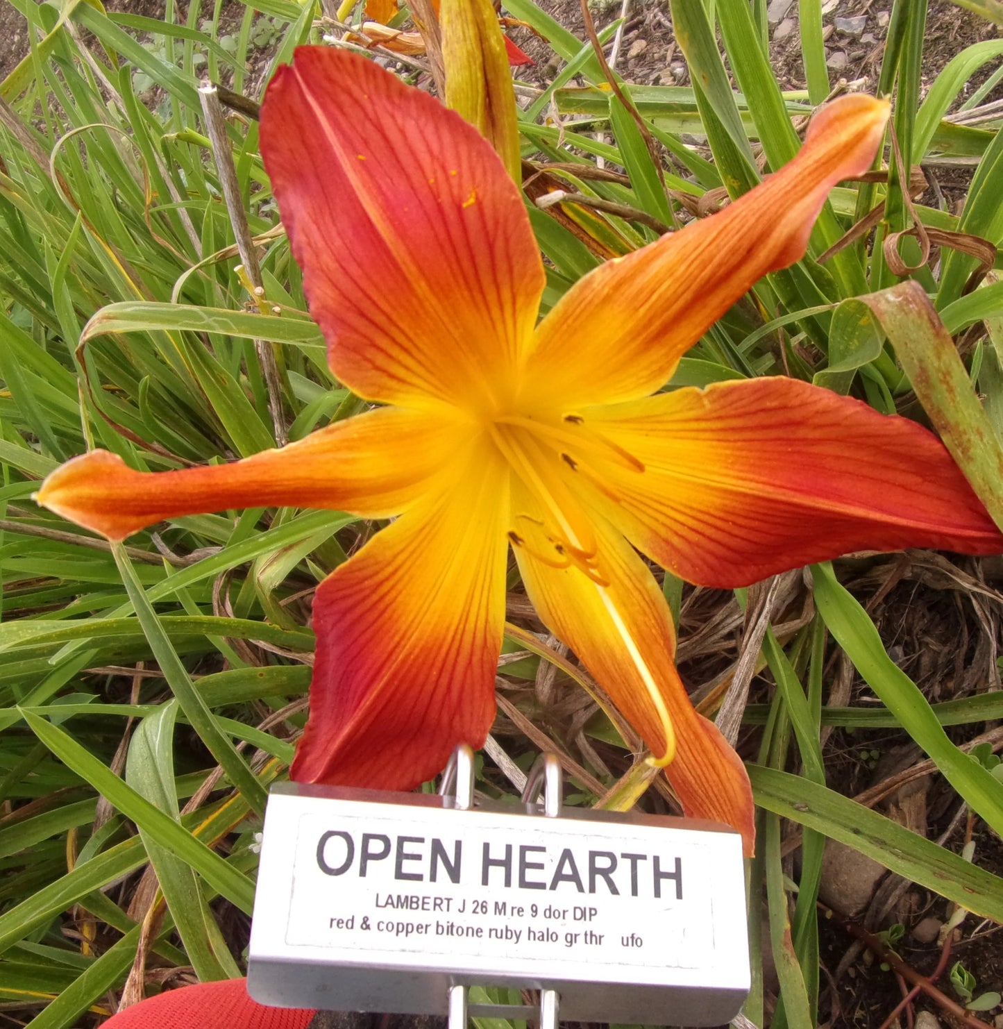 OPEN HEARTH