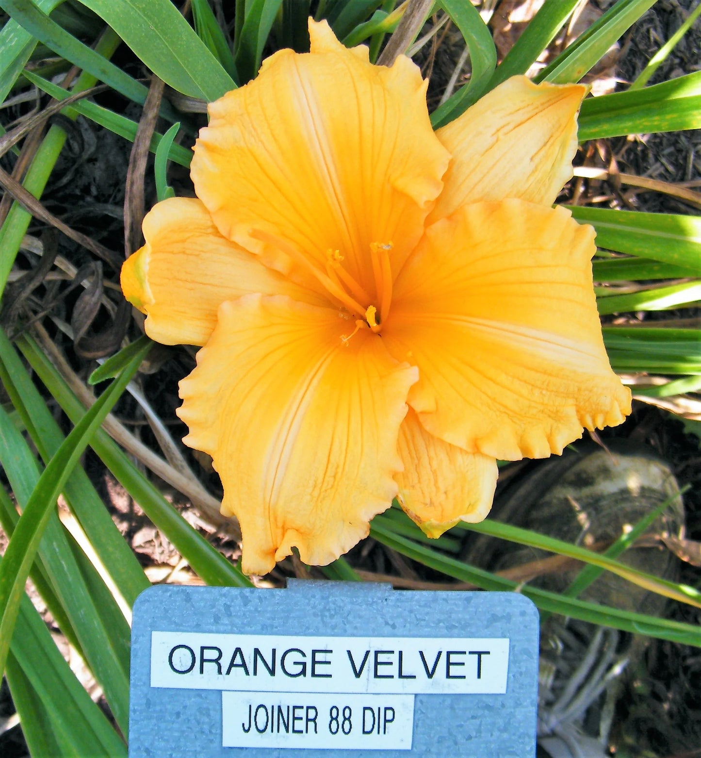 ORANGE VELVET