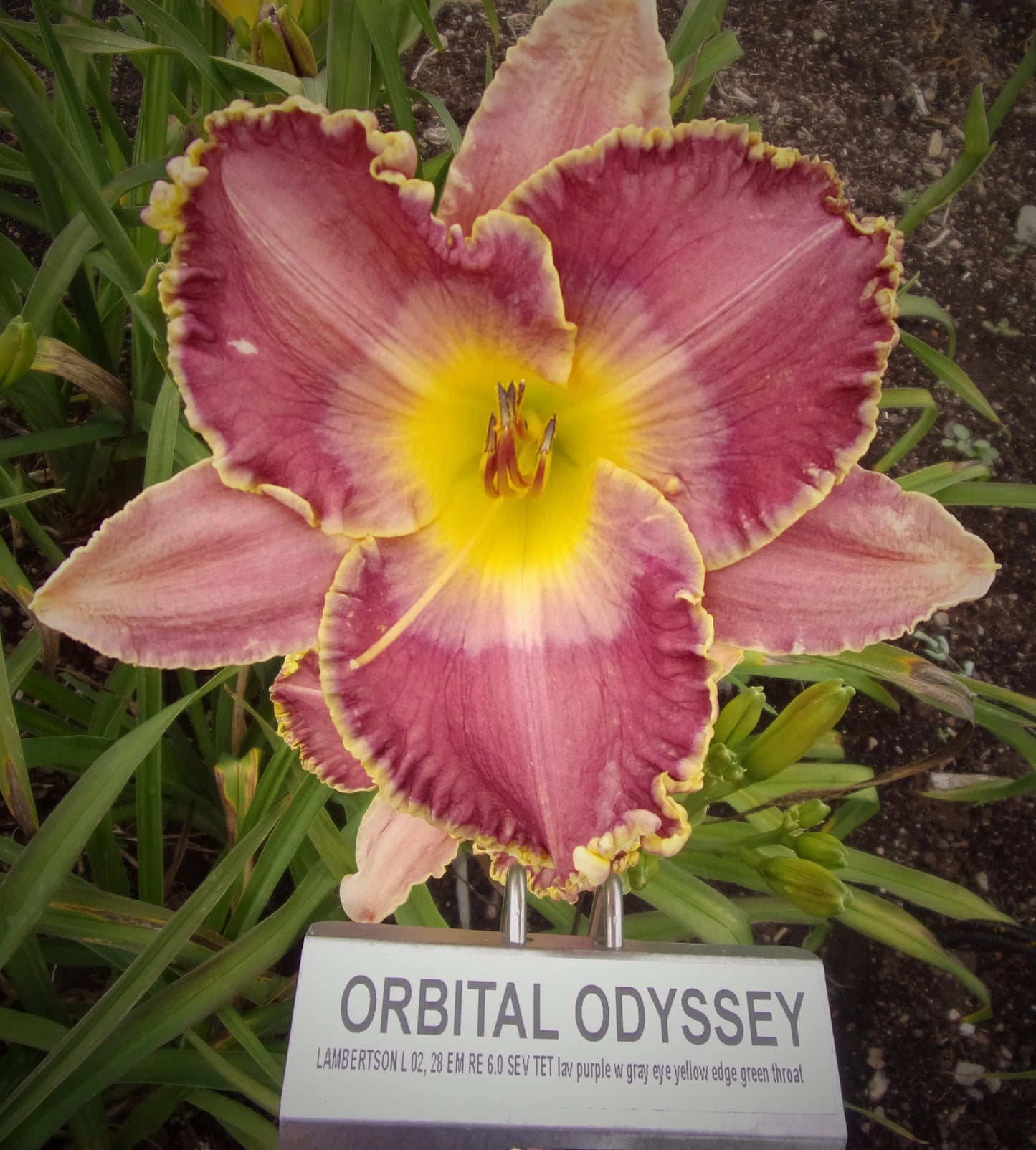 ORBITAL ODYSSEY