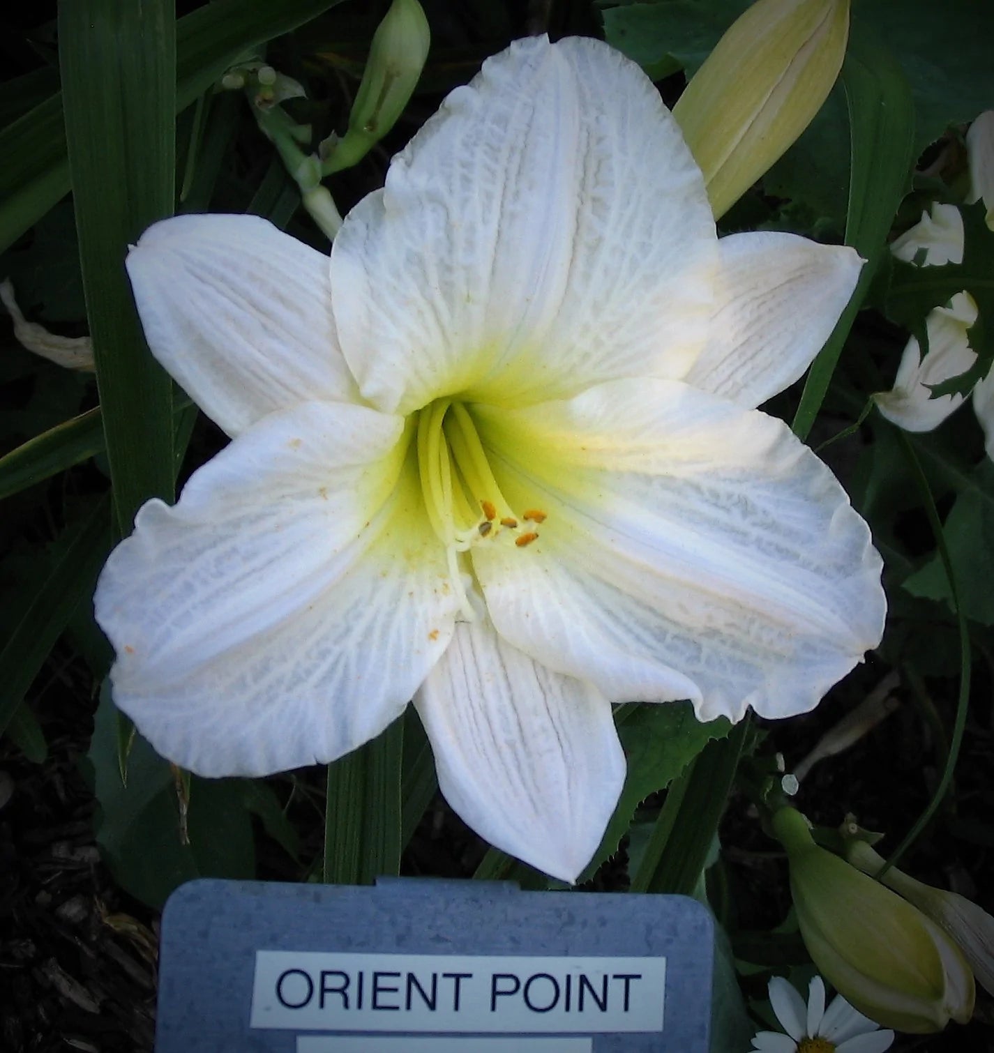 ORIENT POINT