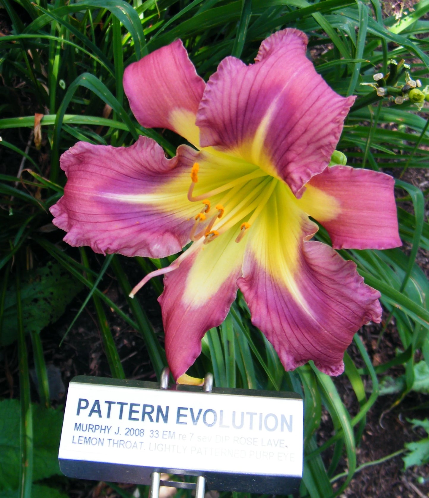 PATTERN EVOLUTION