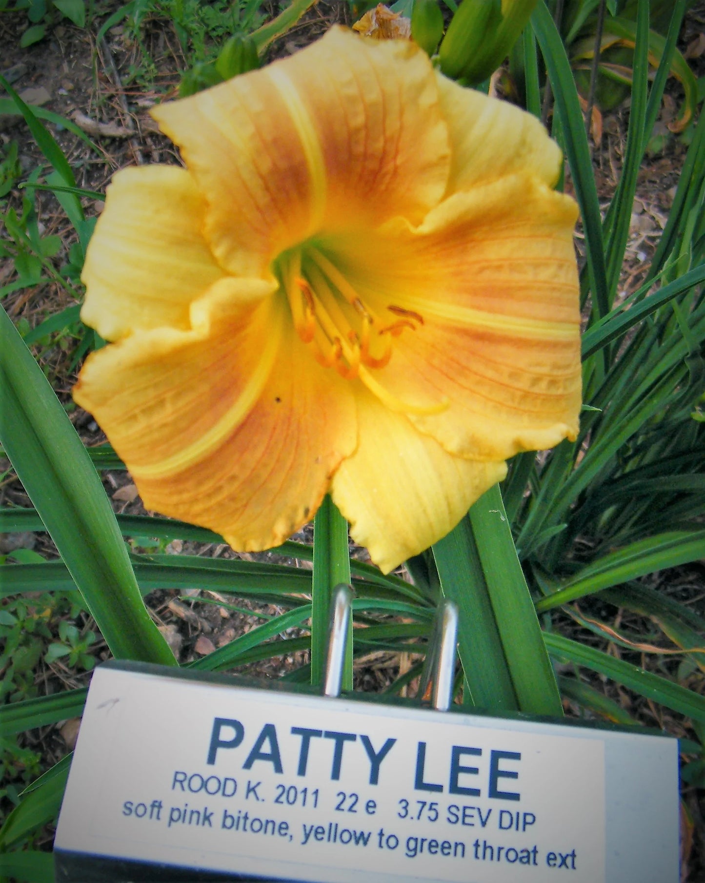 PATTY LEE
