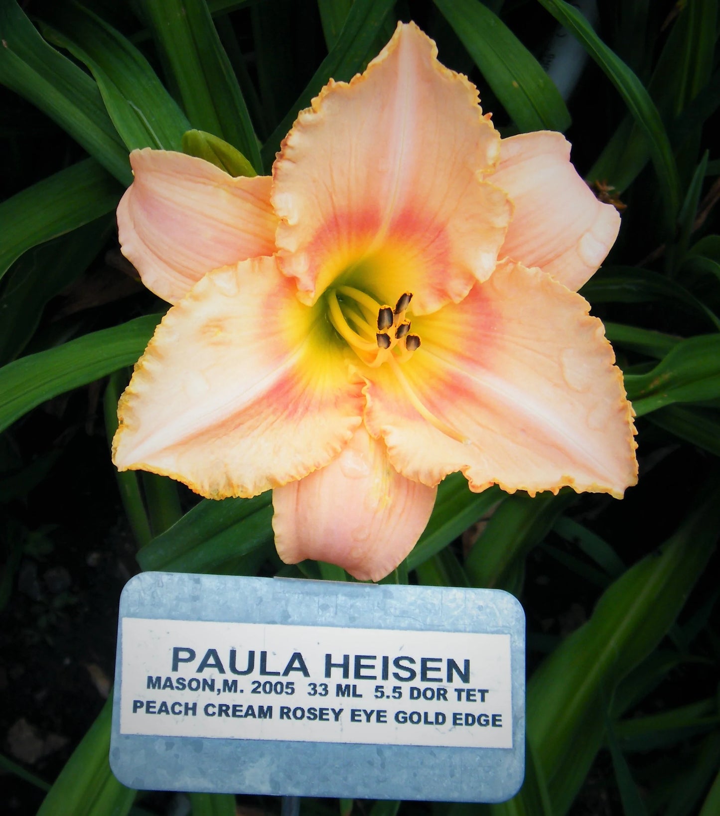 PAULA HEISEN